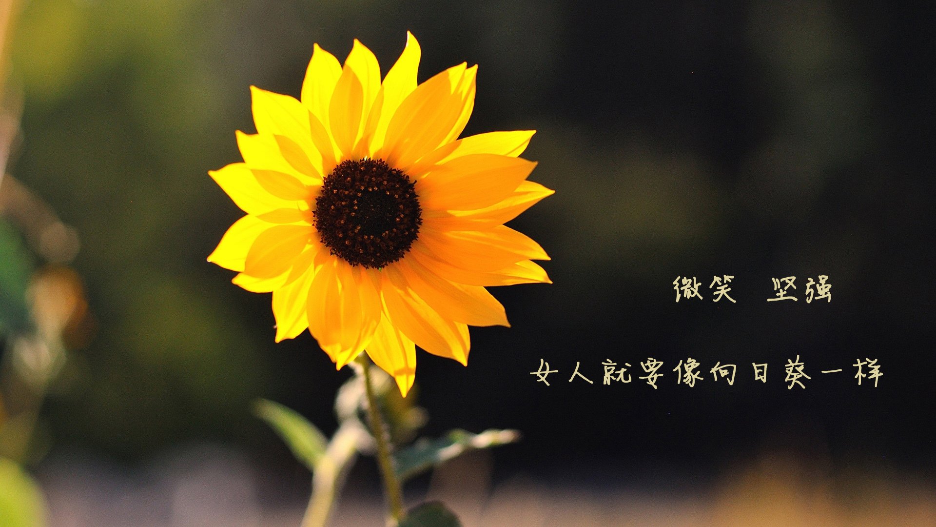 米兰体育网址-传统豪门的崛起：曾经的超级球队逐步复苏，豪门超级联赛