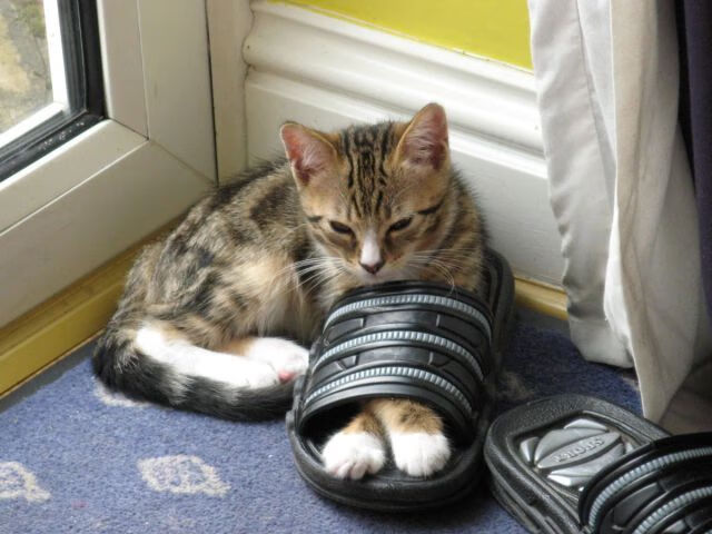 米兰体育报-体育心理咨询服务体系在高校推广实施研究，体育心理学的热点问题