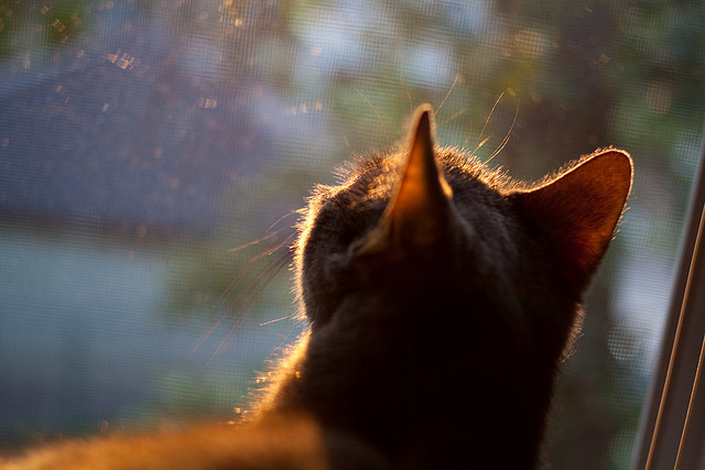 米兰体育登录-体育直播平台用户互动行为数据分析报告，互动直播体育怎么看